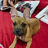 dog, puppy, pet, brown_dog, large_ears, sitting, lying_down, portrait, bed, bedroom, red_bedding, pillow, child, reading, book, glasses, braids, indoor, cute, photography