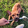puppy, dog, tan_dog, grass, outdoor, golf_club, golf, hand, foot, sock, pet, animal, portrait, close_up, looking_at_camera, floppy_ears, short_hair, playful, sunlight, backyard