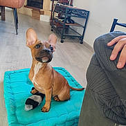 Lucci a rejoint le concours — aidez-le/la à gagner de superbes lots ! dog, french_bulldog, pet, animal, sitting, indoors, living_room, cushion, turquoise, toy, wide_eyed, portrait, short_hair, brown_dog, white_chest, ears, floor, fireplace, furniture, person