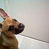 dog, puppy, brown_dog, pointy_ears, large_ears, portrait, close_up, animal, pet, canine, short_hair, looking_at_camera, curious, indoor, room, floor, wall, muzzle, nose, eyes