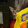 cat, kitten, animal, pet, face, eyes, ears, whiskers, tabby, curious, peeking, indoor, playroom, toy, activity_center, yellow, basketball, construction_vehicle, curtain, portrait