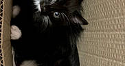 Chaussi a rejoint le concours — aidez-le/la à gagner de superbes lots ! cat, kittens, tuxedo_cat, black_and_white, animal, pet, box, cardboard, indoors, closeup, portrait, blue_eyes, green_eyes, whiskers, ears, paws, fluffy, playful, cute, upside_down
