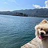 dog, pomeranian, tongue_out, wooden_dock, lake, water, mountains, sky, clouds, sunny, outdoor, nature, animal, pet, happy, fluffy, portrait, daylight, scenic, smiling