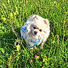 dog, small_dog, pomeranian, fluffy, grass, wildflowers, meadow, outdoor, nature, greenery, pet, animal, leash, blue_harness, summer, sunlight, cute, curious, standing, fur