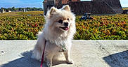 Pommy a rejoint le concours — aidez-le/la à gagner de superbes lots ! dog, pomeranian, fluffy, outdoor, vineyard, sunlight, leash, happy, tongue_out, pet, nature, greenery, building, sky, shadow, grass, rural, cute, animal, daytime