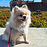 dog, pomeranian, fluffy, outdoor, vineyard, sunlight, leash, happy, tongue_out, pet, nature, greenery, building, sky, shadow, grass, rural, cute, animal, daytime