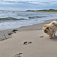 Pommy participe au concours pour gagner de l'argent avec cette photo : dog, pomeranian, beach, sand, sea, waves, cloudy_sky, leash, footprints, shoreline, water, outdoor, pet, canine, small_dog, nature, coast, animal, walking, fluffy