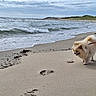dog, pomeranian, beach, sand, sea, waves, cloudy_sky, leash, footprints, shoreline, water, outdoor, pet, canine, small_dog, nature, coast, animal, walking, fluffy