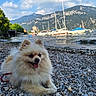 dog, pomeranian, lake, water, rocks, mountains, sky, clouds, boats, sailboats, outdoor, nature, pet, animal, tongue_out, happy, fluffy, leash, summer, scenic