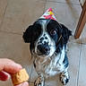 dog, party_hat, tile_floor, treat, hand, black_and_white, sitting, pet, indoor, looking_up, curious, animal, ears, fur, spots, whiskers, brown_eyes, wooden_chair, floor_tile, celebration
