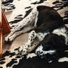 dog, sleeping, black_and_white, spotted, carpet, indoor, furniture, table, chair, relaxing, pet, floor, resting, cozy, animal, domestic, laying_down, quiet, calm, home