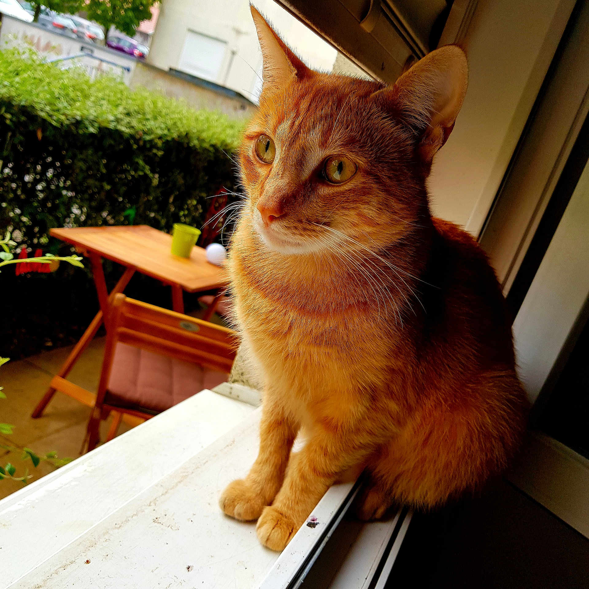 Sheran