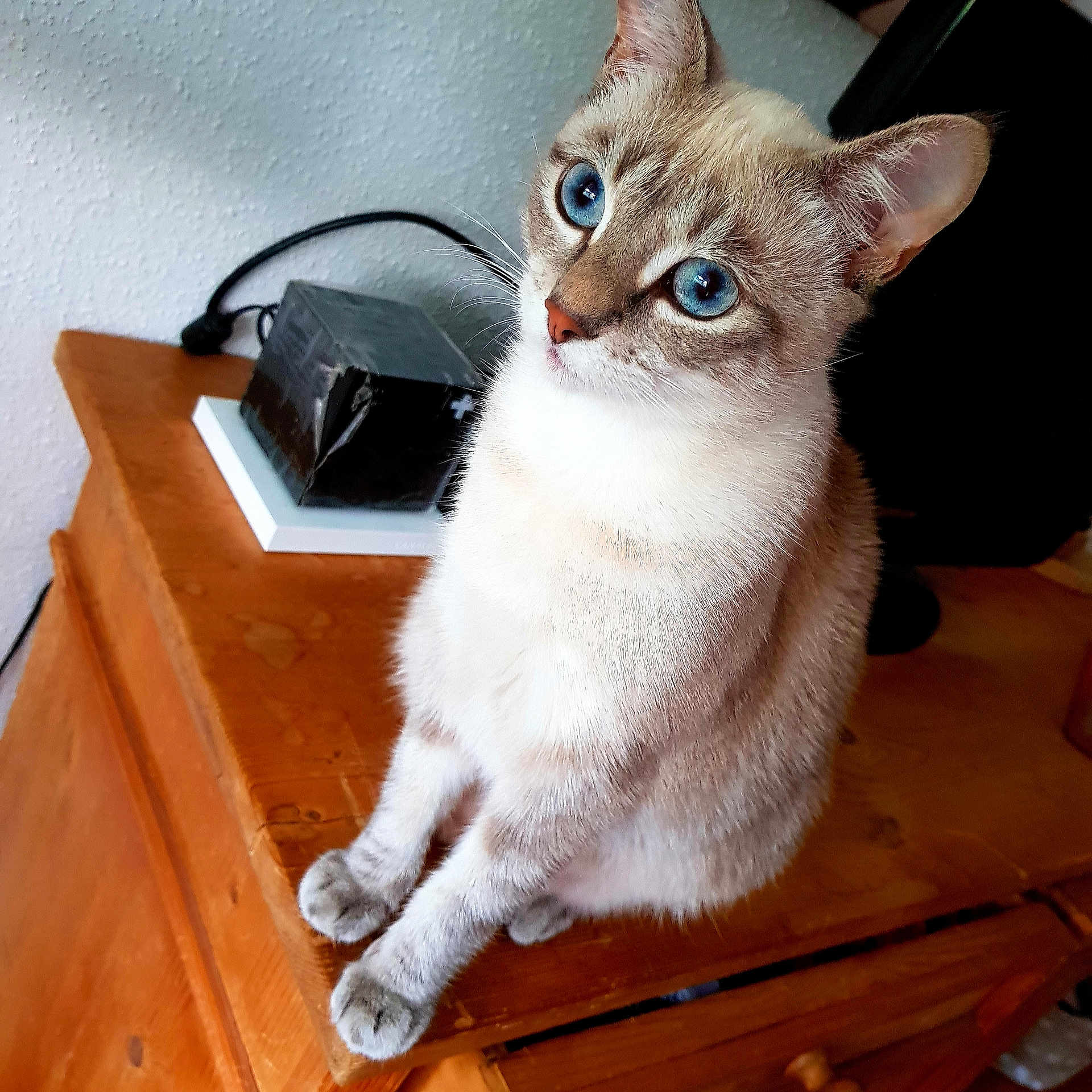 Sia participe au concours pour gagner de l'argent avec cette photo : aegean_cat, asian, cat, cat_like_mammal, domestic_short_haired_cat, fauna, fur, german_rex, kitten, singapura, small_to_medium_sized_cats, tonkinese, whiskers