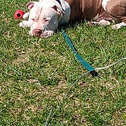 Boy is registered to the contest to win money with this photo: animal, brown, canine, collar, companion, dog, field, grass, leash, nature, outdoor, pet, play, relaxation, resting, sleepy, summer, sunlight, toy, white