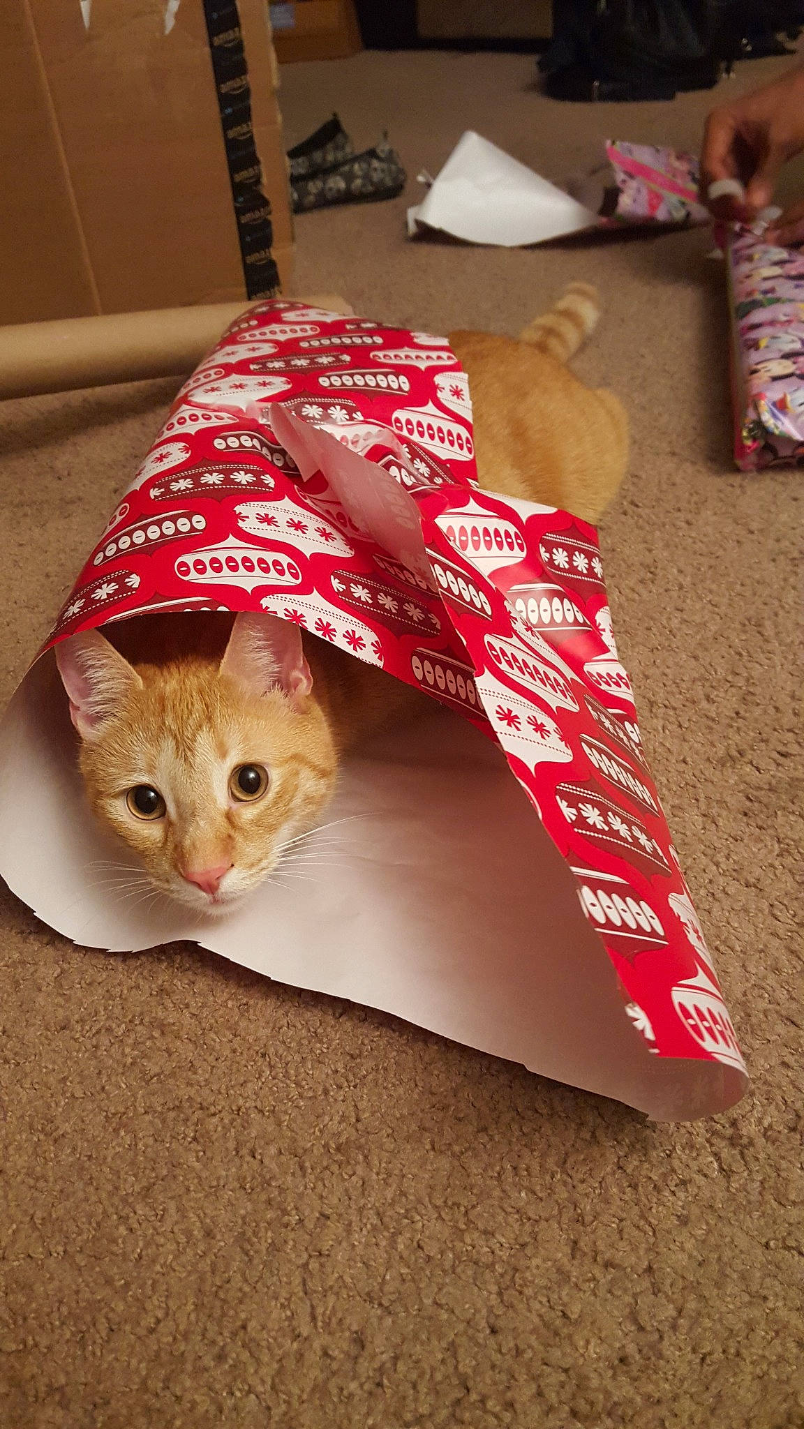 Symba joined the competition — help win amazing prizes! box, cardboard, carnivore, cat, fawn, felidae, kitten, packaging_and_labeling, paper, small_to_medium_sized_cats, tabby_cat, tail, whiskers