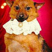 Bijoux a rejoint le concours — aidez-le/la à gagner de superbes lots ! adorable, animal, bokeh, bow, closeup, costume, cute, dog, domestic_animal, fashion, fur, indoor, jewel, lace_collar, mammal, pet, portrait, posing, red_background, studio