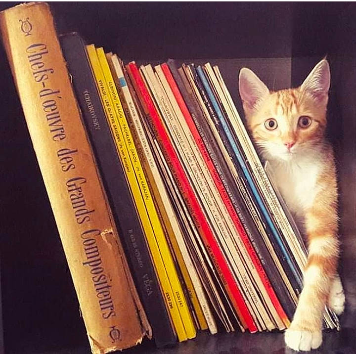 Caïpi participe au concours pour gagner de l'argent avec cette photo : art, book, book_cover, bookcase, carnivore, cat, domestic_short_haired_cat, felidae, font, fur, metal, paw, publication, rectangle, shelf, shelving, small_to_medium_sized_cats, tail, whiskers, wood