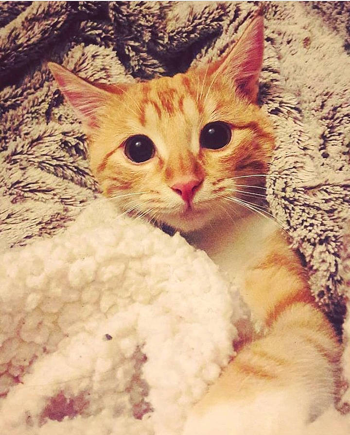 Caïpi participe au concours pour gagner de l'argent avec cette photo : carnivore, cat, comfort, domestic_short_haired_cat, ear, eye, eyebrow, fawn, felidae, fur, happy, head, iris, nose, paw, small_to_medium_sized_cats, snout, tail, tree, whiskers