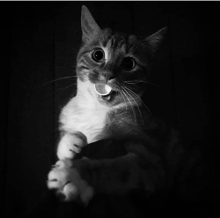 Caïpi participe au concours pour gagner de l'argent avec cette photo : carnivore, cat, darkness, domestic_short_haired_cat, door, ear, eye, felidae, flash_photography, fur, human_body, iris, monochrome, monochrome_photography, paw, sitting, small_to_medium_sized_cats, snout, whiskers, window