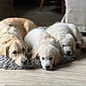 dog, golden_retriever, puppy, pets, animal, indoor, floor, wooden_floor, laying_down, resting, fur, cute, mammal, canine, domestic_animal, three_animals, close_up, cozy, sleepy, companion