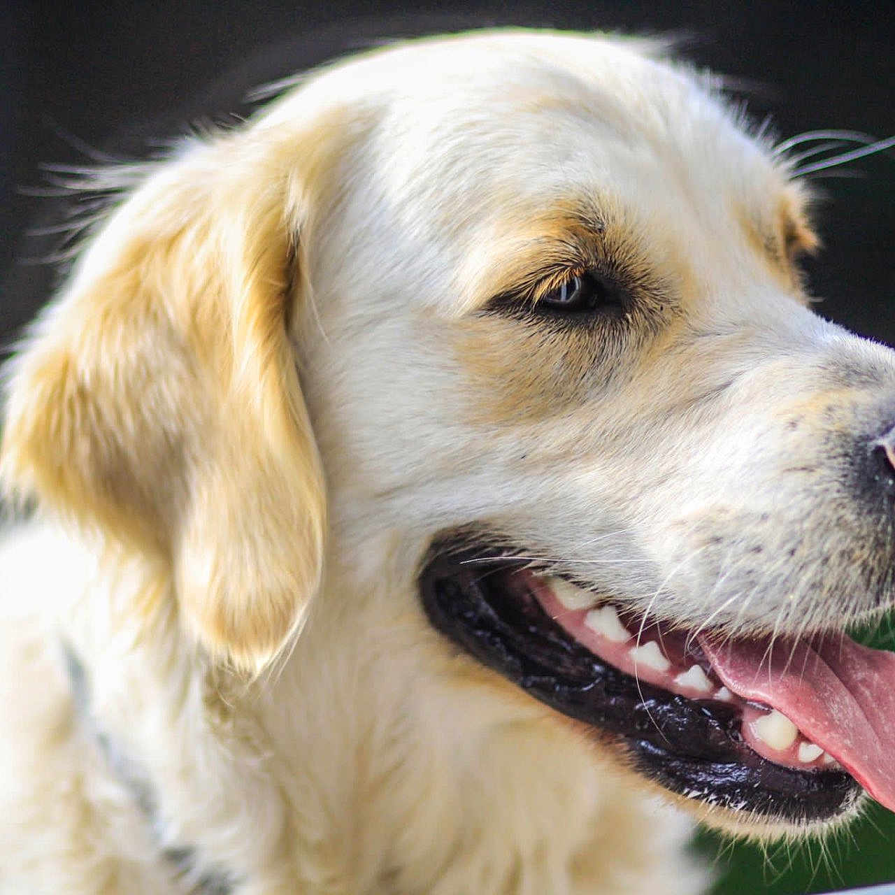Sia