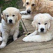 Sia participe au concours pour gagner de l'argent avec cette photo : golden_retriever, puppy, dog, canine, outdoor, wooden_deck, grass, pet, animal, fur, nature, cute, family, mammal, resting, portrait, young, laying, three_dogs, companion