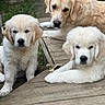 golden_retriever, puppy, dog, canine, outdoor, wooden_deck, grass, pet, animal, fur, nature, cute, family, mammal, resting, portrait, young, laying, three_dogs, companion