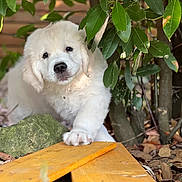 Charlie a rejoint le concours — aidez-le/la à gagner de superbes lots ! puppy, dog, white_fur, young_dog, leafy, garden, wooden_planks, nature, outdoor, green_leaves, curious, cute, pet, animal, small_dog, exploration, ground, tree_trunk, soft_fur, adorable