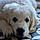 Charlie