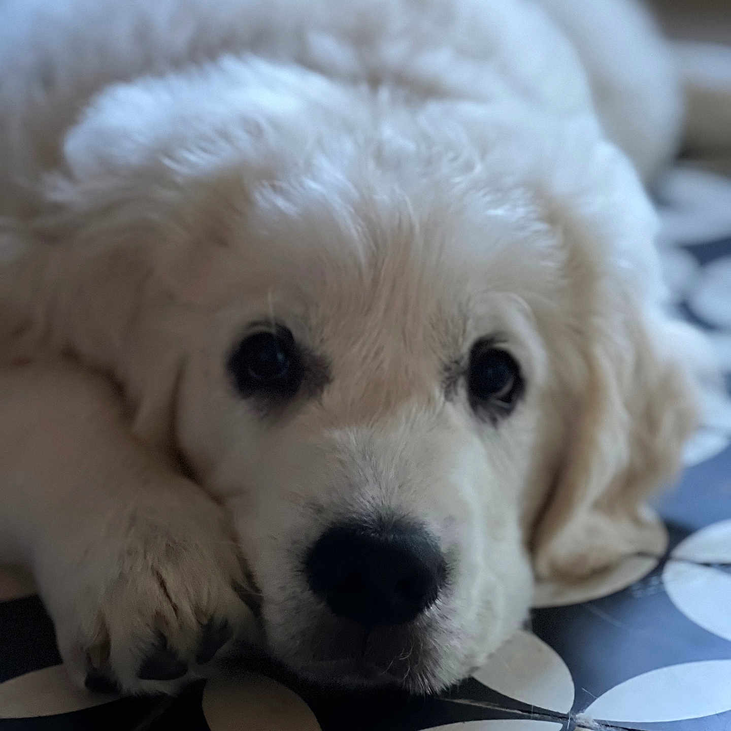Charlie a rejoint le concours — aidez-le/la à gagner de superbes lots ! puppy, dog, white_fur, cute, lying_down, floor, tile_pattern, close_up, pet, animal, indoor, adorable, young_dog, soft_focus, paw, black_nose, fluffy, domestic_animal, portrait, resting