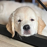 Aiko a rejoint le concours — aidez-le/la à gagner de superbes lots ! puppy, golden_retriever, dog, sleepy, face, nose, ears, fur, indoor, floor, metal_bar, closeup, pet, young, animal, cute, resting, head, expression, cozy
