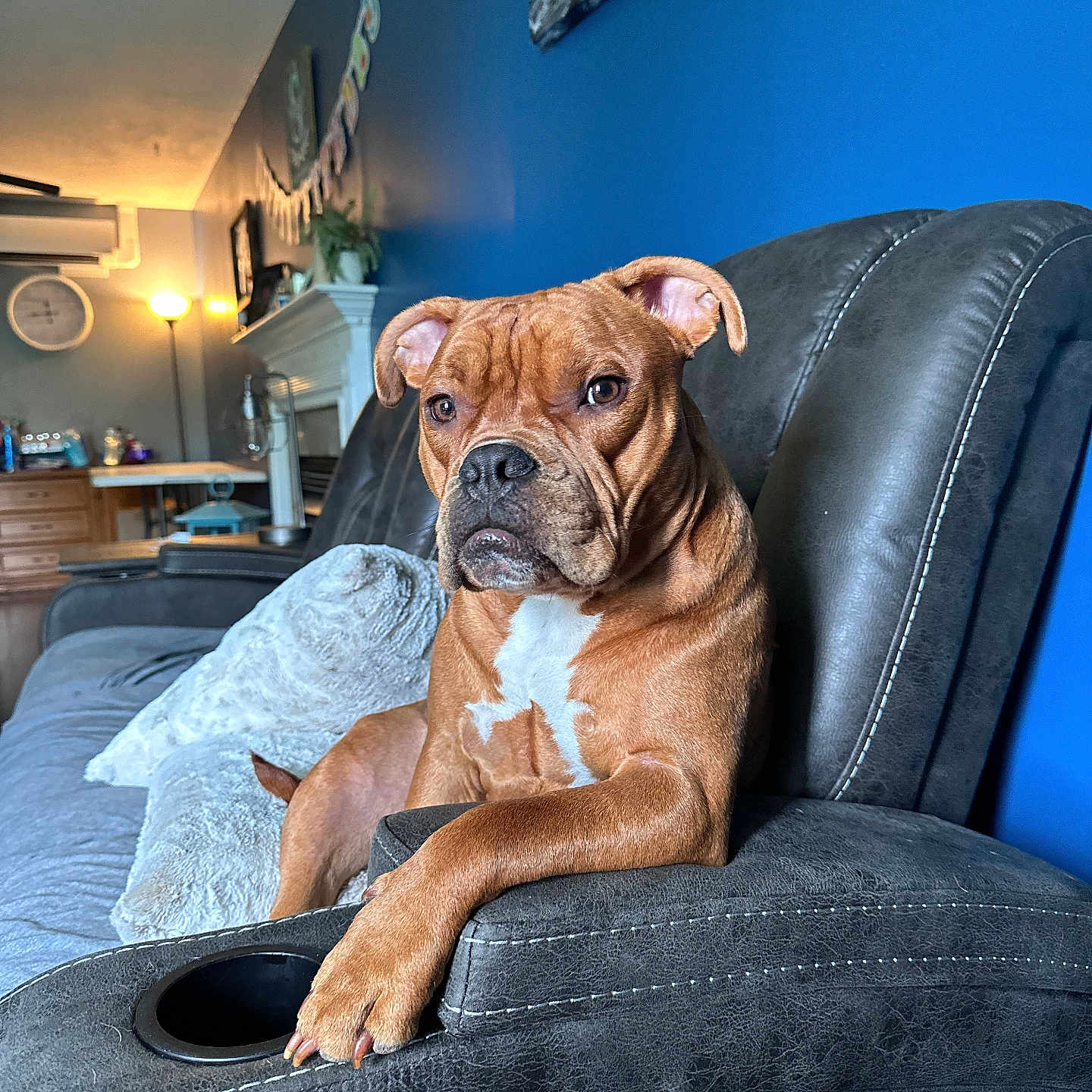 Oliver is registered to the contest to win money with this photo: armrest, blue_wall, brown_dog, canine, clock, couch, cup_holder, dog, domestic, fur, house, interior, lamp, leather_couch, living_room, paw, pet, pillow, relaxed, seated