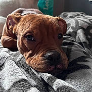 Oliver is registered to the contest to win money with this photo: dog, brown_dog, white_dog, pet, indoor, blanket, resting, close_up, cozy, animal, fur, relaxed, laying_down, bedroom, soft_lighting, patterned_blanket, companion, cute, domestic_animal, portrait
