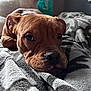 dog, brown_dog, white_dog, pet, indoor, blanket, resting, close_up, cozy, animal, fur, relaxed, laying_down, bedroom, soft_lighting, patterned_blanket, companion, cute, domestic_animal, portrait