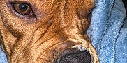 Oliver joined the competition — help win amazing prizes! dog, close_up, blanket, brown_fur, snout, whiskers, sleepy, cozy, fur_texture, pet, animal, indoor, soft, cute, portrait, muzzle, wrapped, warm, relaxed, canine