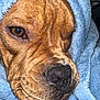 dog, close_up, blanket, brown_fur, snout, whiskers, sleepy, cozy, fur_texture, pet, animal, indoor, soft, cute, portrait, muzzle, wrapped, warm, relaxed, canine