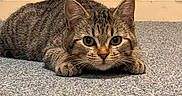 Arya a rejoint le concours — aidez-le/la à gagner de superbes lots ! alert, animal, carpet, cat, close_up, curious, cute, domestic, ears, feline, floor, gray_carpet, indoor, lying_down, pet, resting, staring, tabby, whiskers, young_cat