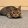 Arya a rejoint le concours — aidez-le/la à gagner de superbes lots ! cat, tabby, indoor, carpet, gray_carpet, lying_down, pet, animal, feline, ears, whiskers, curious, alert, close_up, floor, domestic, young_cat, cute, resting, staring