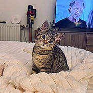 Arya a rejoint le concours — aidez-le/la à gagner de superbes lots ! kitten, tabby_cat, bed, blanket, remote_control, television, indoor, furniture, vacuum_cleaner, curious, pet, cute, fluffy, soft, cozy, animal, domestic, white, brown, striped