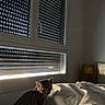 Arya participe au concours pour gagner de l'argent avec cette photo : cat, kitten, bed, blanket, window, shutters, sunlight, shadow, indoor, cozy, feline, curious, morning, quiet, resting, domestic, pet, small, striped, animal