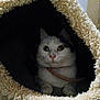 cat, white_cat, pet, animal, cozy, bed, furry, tunnel, indoor, cute, fur, whiskers, eyes, paws, resting, looking, home, feline, dark, soft