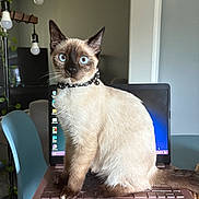 Freya Cattleya joined the competition — help win amazing prizes! cat, siamese, blue_eyes, laptop, technology, indoor, chair, light_bulbs, collar, pet, home, computer, keyboard, feline, curious, sitting, domestic_animal, modern, technology_use, houseplant