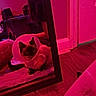 cat, siamese_cat, cone, mirror, reflection, blanket, floor, red_light, indoor, person, partial_body, wooden_floor, furniture, home, pet, animal, curious, sitting, domestic, cone_collar