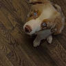 animal, blue_eyes, brown_and_white, companion_animal, cute, dog, eyes, face, fluffy, hardwood, indoors, long_hair, looking_up, nose, paws, pet, portrait, puppy, sitting, wood_floor