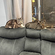 Kirby is registered to the contest to win money with this photo: animal, cat, couch, cozy, curtain, domestic_cat, furniture, gray_couch, home_interior, indoor, leather, looking_at_camera, person_reflection, pet, reflection, resting, seated, tabby_cat, two_cats, window