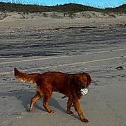 Tennessee Cecile is registered to the contest to win money with this photo: animal, ball, beach, canine, clouds, daytime, dog, fun, golden_retriever, grass, landscape, mammal, nature, outdoor, pet, play, recreation, sand, sky, walking
