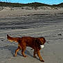 animal, ball, beach, canine, clouds, daytime, dog, fun, golden_retriever, grass, landscape, mammal, nature, outdoor, pet, play, recreation, sand, sky, walking