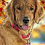 Tennessee Cecile joined the competition — help win amazing prizes! animal, autumn_leaves, background_blur, close_up, cute, dog, dog_tag, fall, fur, golden_retriever, nature, orange_leaves, outdoor, pet, pink_collar, portrait, puppy, seasonal, smiling, tongue_out