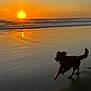 animal, beach, coast, dog, evening, motion, nature, ocean, outdoor, pet, reflection, running, sand, scenic, silhouette, sky, sun, sunset, water, waves