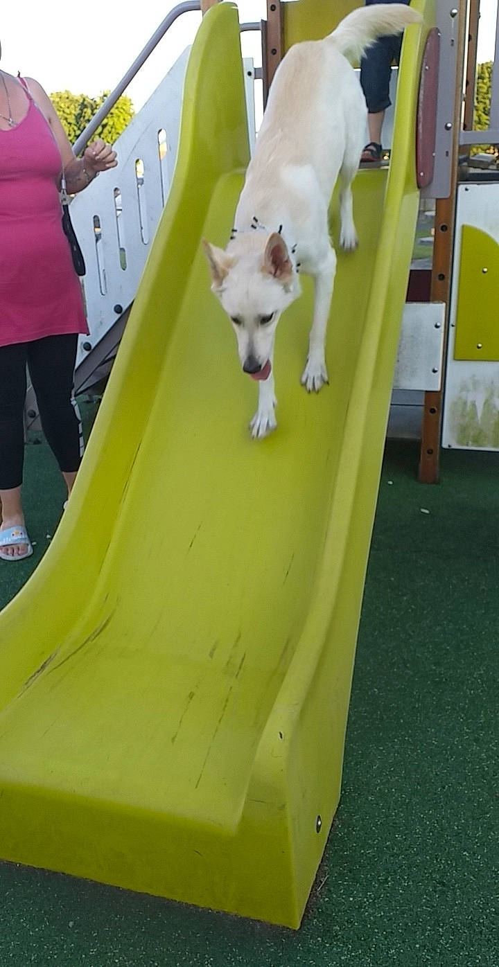 Bella participe au concours pour gagner de l'argent avec cette photo : calf, carnivore, chute, companion_dog, dog_breed, fawn, fun, grass, human_leg, knee, leg, leisure, playground, playground_slide, recreation, shorts, sporting_group, thigh, working_animal, yellow